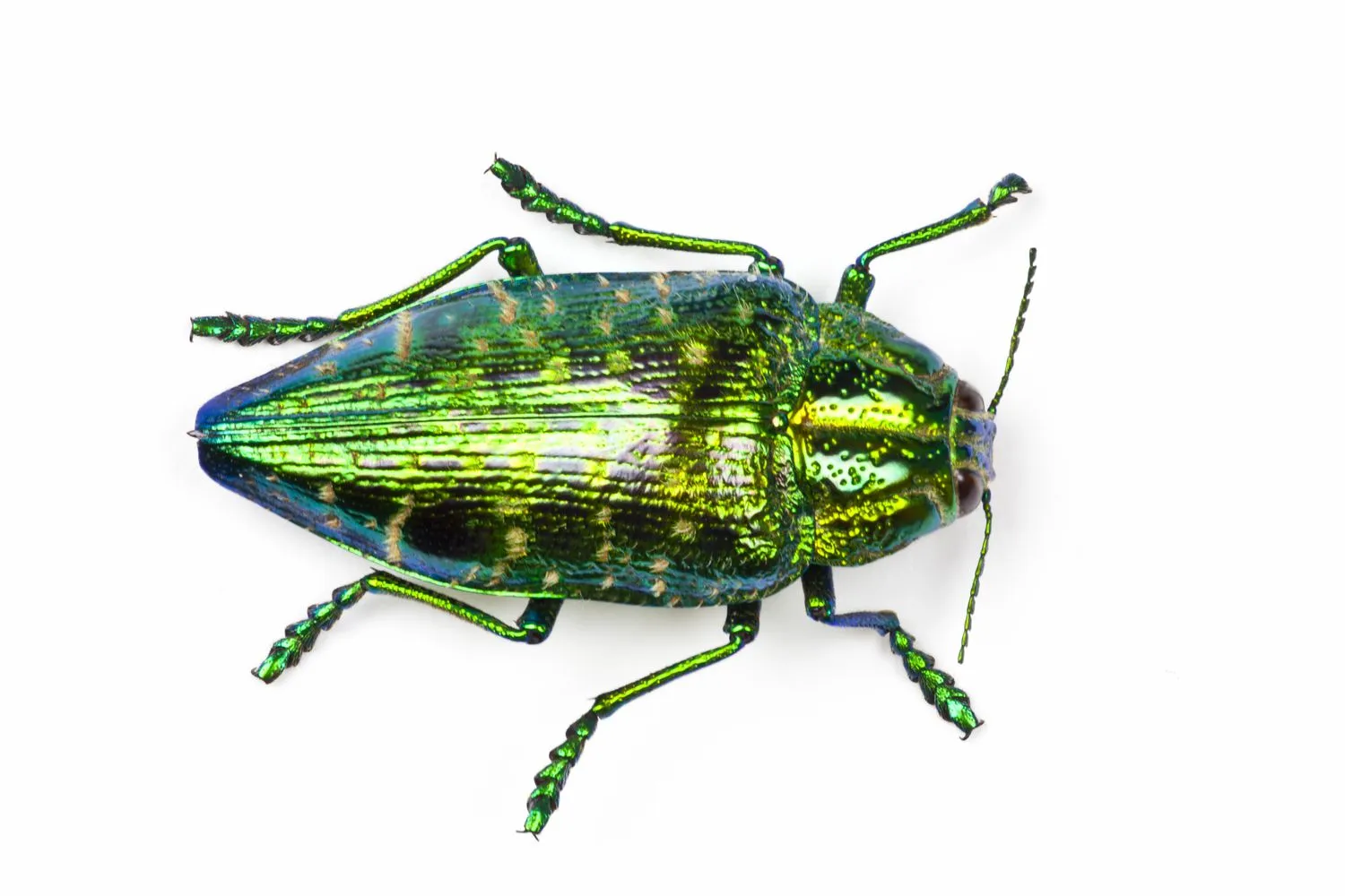 Women’s colorful athletic shoes - Jewel Beetle